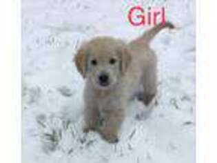 Golden Retriever Puppy for sale in Barton, NY, USA