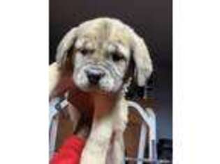 Boerboel Puppy for sale in Williamstown, NJ, USA