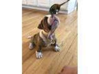 American Bulldog Puppy for sale in Castle Rock, CO, USA