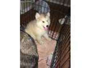 Alaskan Malamute Puppy for sale in Plant City, FL, USA