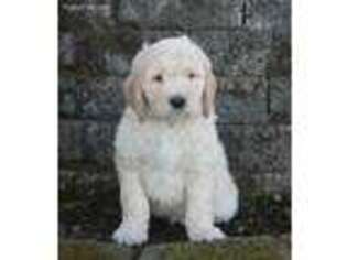 Goldendoodle Puppy for sale in Aumsville, OR, USA