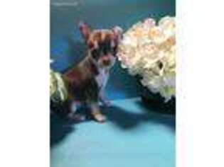 Chihuahua Puppy for sale in Poplarville, MS, USA
