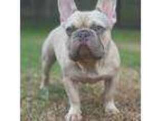 French Bulldog Puppy for sale in Danbury, TX, USA