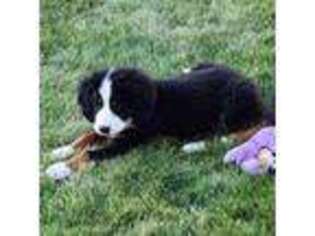 Bernese Mountain Dog Puppy for sale in Whitewood, SD, USA