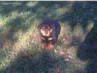 Rottweiler Puppy for sale in Pennington Gap, VA, USA