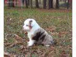 Miniature Australian Shepherd Puppy for sale in Liberty, TX, USA