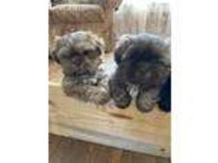 Mutt Puppy for sale in Niles, OH, USA