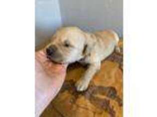 Golden Retriever Puppy for sale in Woodward, OK, USA