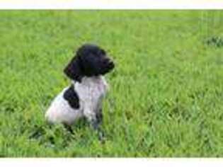 German Shorthaired Pointer Puppy for sale in Milton, DE, USA