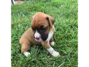 Boxer Puppy for sale in Middlebury, IN, USA