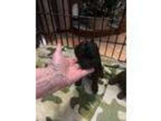 Mutt Puppy for sale in West Warwick, RI, USA