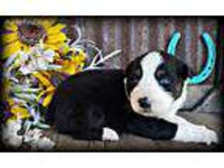 Australian Shepherd Puppy for sale in Waco, TX, USA