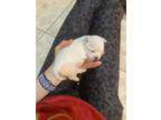 Maltese Puppy for sale in Roanoke, AL, USA