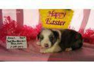 Miniature Australian Shepherd Puppy for sale in Westfield, NC, USA