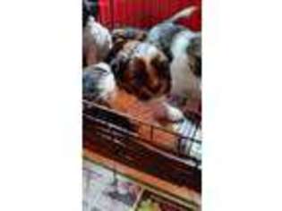 Shorkie Tzu Puppy for sale in Palm City, FL, USA