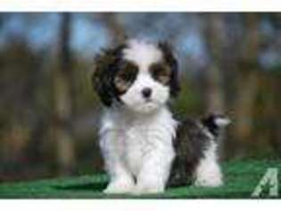 Cavalier King Charles Spaniel Puppy for sale in PINE ISLAND, MN, USA
