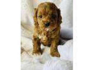 Cavapoo Puppy for sale in Conway, MO, USA