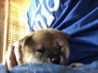 Shiba Inu Puppy for sale in Hialeah, FL, USA