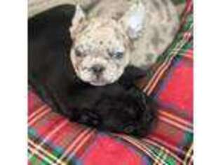 French Bulldog Puppy for sale in Surprise, AZ, USA