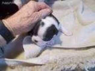 Boston Terrier Puppy for sale in Gaston, SC, USA