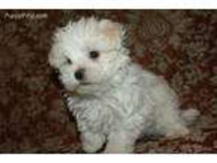Maltese Puppy for sale in Hawarden, IA, USA