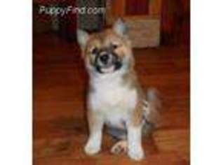 Shiba Inu Puppy for sale in Coggon, IA, USA