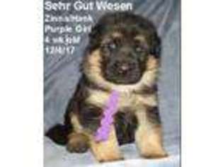 German Shepherd Dog Puppy for sale in Mc Cook, NE, USA