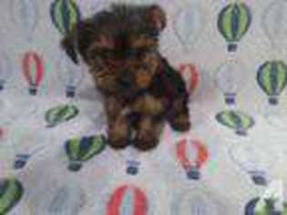 Yorkshire Terrier Puppy for sale in LEWISBURG, WV, USA