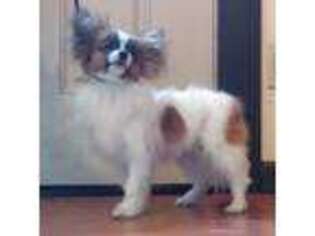 Papillon Puppy for sale in Addy, WA, USA
