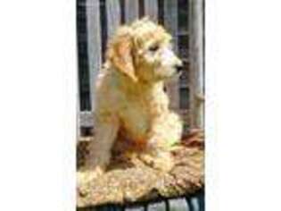 Goldendoodle Puppy for sale in Monmouth, ME, USA