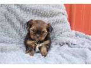 Shorkie Tzu Puppy for sale in Fresno, OH, USA