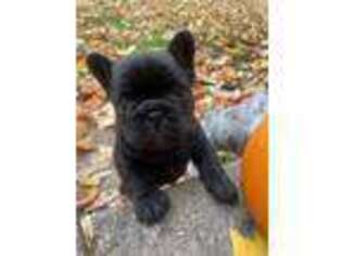 French Bulldog Puppy for sale in Potsdam, NY, USA