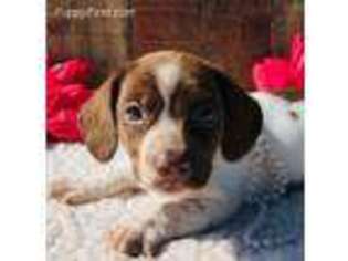 Dachshund Puppy for sale in Tulsa, OK, USA