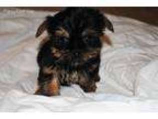 Yorkshire Terrier Puppy for sale in Teague, TX, USA