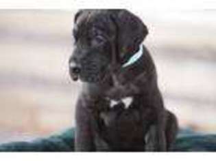 Great Dane Puppy for sale in Vail, AZ, USA