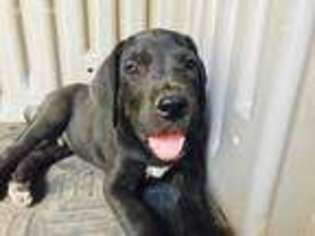 Great Dane Puppy for sale in Alpine, TX, USA