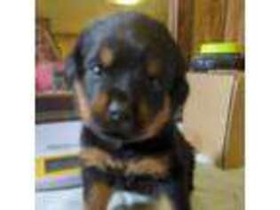 Rottweiler Puppy for sale in Billings, MT, USA