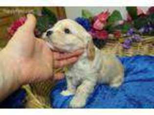 Cavachon Puppy for sale in Spokane, WA, USA