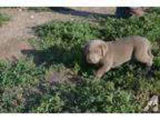 Labrador Retriever Puppy for sale in SCOTTSBLUFF, NE, USA