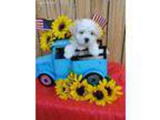 Maltese Puppy for sale in Mifflinburg, PA, USA