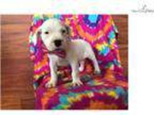 Dogo Argentino Puppy for sale in Lancaster, PA, USA