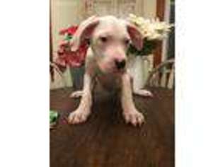 Dogo Argentino Puppy for sale in Huntingtown, MD, USA
