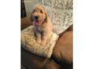 Goldendoodle Puppy for sale in Flat Rock, AL, USA