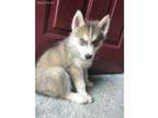 Siberian Husky Puppy for sale in Rogersville, TN, USA