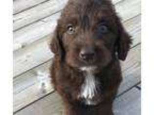 Labradoodle Puppy for sale in Danville, AR, USA