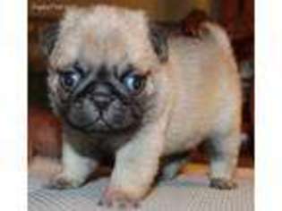 Pug Puppy for sale in Jacksonville, FL, USA
