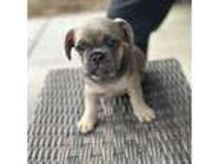 French Bulldog Puppy for sale in Dinuba, CA, USA