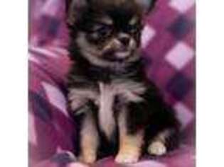 Chihuahua Puppy for sale in Saint Louis, MO, USA