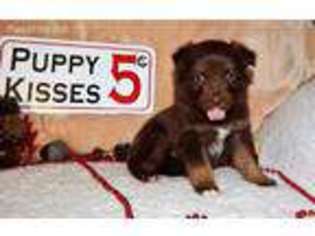 Miniature Australian Shepherd Puppy for sale in Kingman, AZ, USA