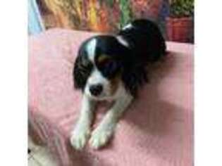 Cavalier King Charles Spaniel Puppy for sale in Hayward, CA, USA